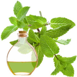 Menta